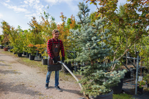 Best Tree Trimming and Pruning  in Bellefonte, DE